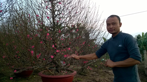 Đào, quất sẵn sàng nghinh xuân